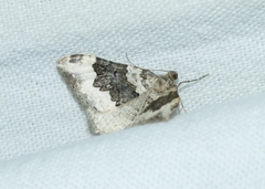 Epirrhoe galiata