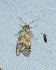 Aethes williana