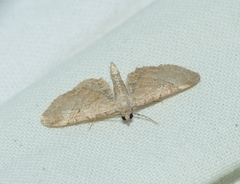 Eupithecia simpliciata
