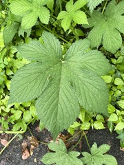 Humulus