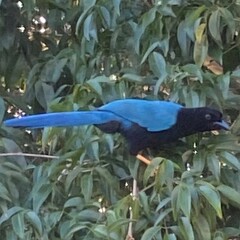 Cyanocorax yucatanicus