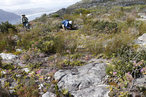 Image of Ruschia rubricaulis by (c) Tony Rebelo, some rights reserved (CC BY-SA)