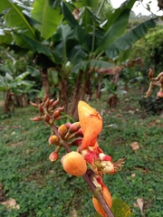 Erythrina fusca