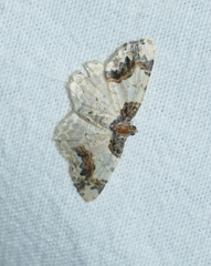 Ligdia adustata