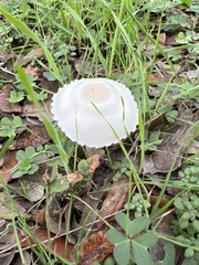 Leucoagaricus leucothites