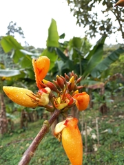 Erythrina fusca