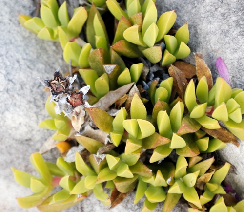 Image of Ruschia rubricaulis by (c) Tony Rebelo, some rights reserved (CC BY-SA)