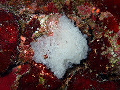 Clathrina