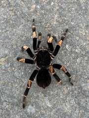 Megaphobema mesomelas