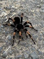 Megaphobema mesomelas