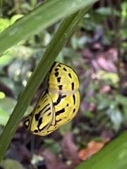 Nymphalidae