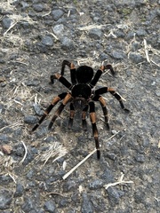 Megaphobema mesomelas