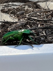 Ischiopsopha wallacei