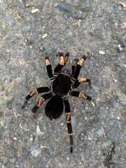 Megaphobema mesomelas