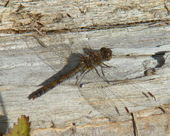 Sympetrum striolatum