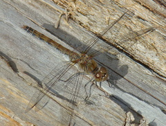 Sympetrum striolatum