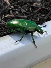 Ischiopsopha wallacei