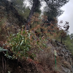 Bupleurum gibraltaricum