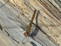 Sympetrum striolatum