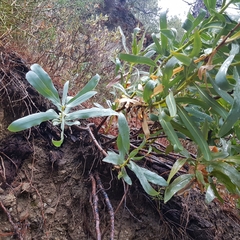 Bupleurum gibraltaricum