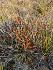 Hechtia texensis