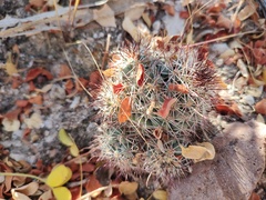 Mammillaria schumannii