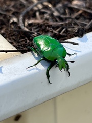 Ischiopsopha wallacei