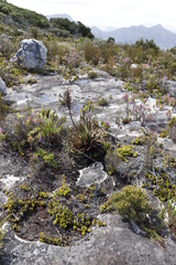 Aloe succotrina