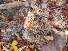 Mammillaria schumannii