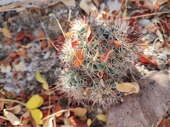 Mammillaria schumannii