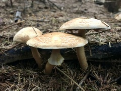 Agaricus hondensis
