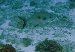 Trachinotus falcatus