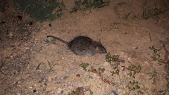 Rattus villosissimus