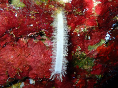 Calcarea