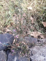 Dicliptera peduncularis