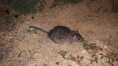 Rattus villosissimus