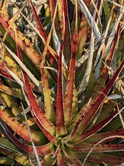 Hechtia texensis