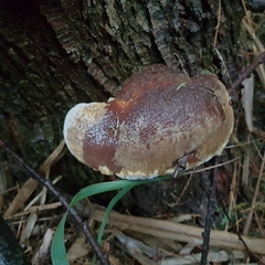 Inocutis tamaricis