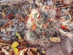 Mammillaria schumannii