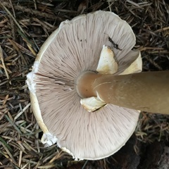 Agaricus hondensis