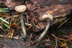 Cudonia grisea