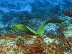 Gymnothorax funebris