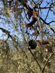 Amphibolips quercuspomiformis