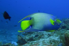 Holacanthus ciliaris