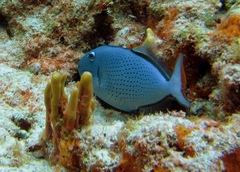 Xanthichthys ringens