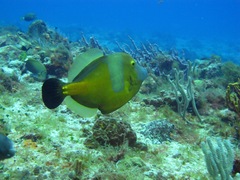 Cantherhines macrocerus