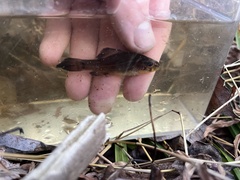 Aphredoderus sayanus