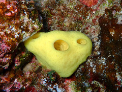 Leucetta chagosensis