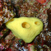 Lemon Sponge - Photo (c) Sylvain Le Bris, some rights reserved (CC BY-NC), uploaded by Sylvain Le Bris