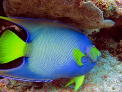 Holacanthus ciliaris